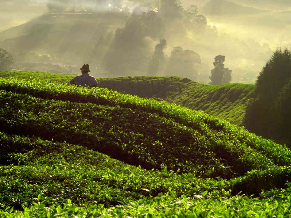 Сбор чая в Китае, объёмы.