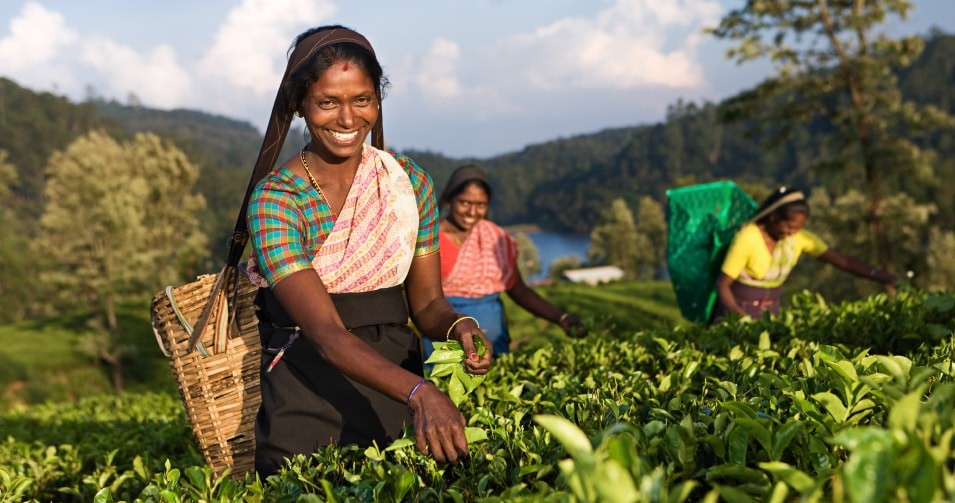 Чай в Юго-Восточной Азии, Индии и на Цейлоне.